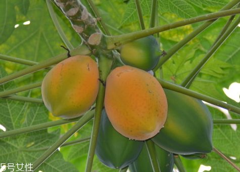 转基因木瓜能吃吗,木瓜是不是转基因食品 转基因木瓜能吃吗,木瓜是不是转基因食品