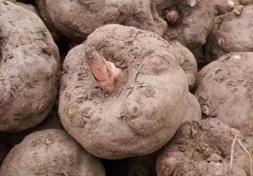 每天吃魔芋是不是真的能减肥?,天天吃魔芋可以减肥吗