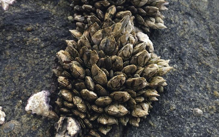 佛手螺多少钱一斤,佛手螺一般多少钱一斤 佛手螺多少钱一斤,佛手螺一般多少钱一斤