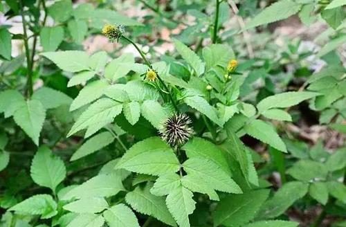 长期喝鬼针草对性功能有没有帮助,鬼针草的作用和功效及图片