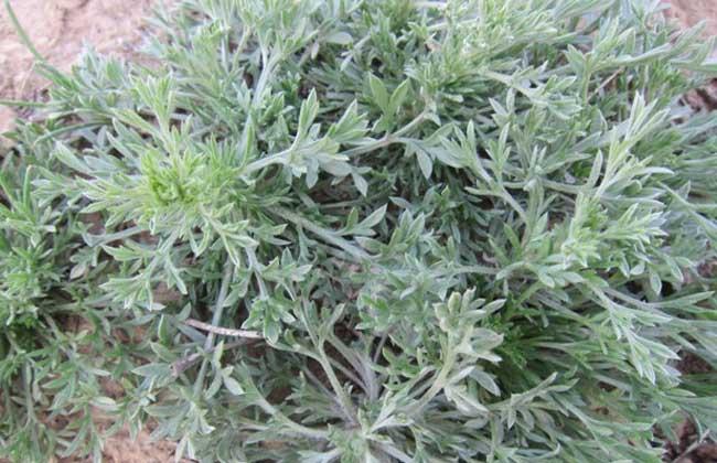 陈皮的功效和作用,茵陈的功效和作用主要治什么病