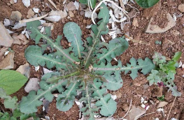 苦麻子的功效和副作用,苦麻子的功效和作用 苦麻子的功效和副作用,苦麻子的功效和作用