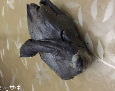 乌鸡什么样子,乌鸡怎么养殖