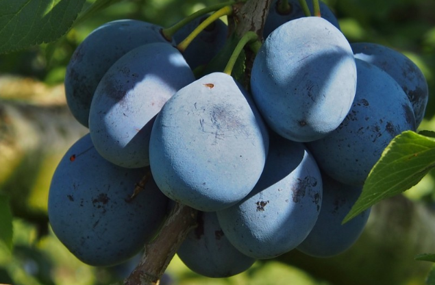 空腹吃西梅拉肚子怎么回事,吃西梅拉肚子怎么回事