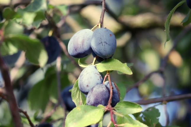 西梅含糖量高吗?,西梅含糖量高吗糖尿病人可以吃吗