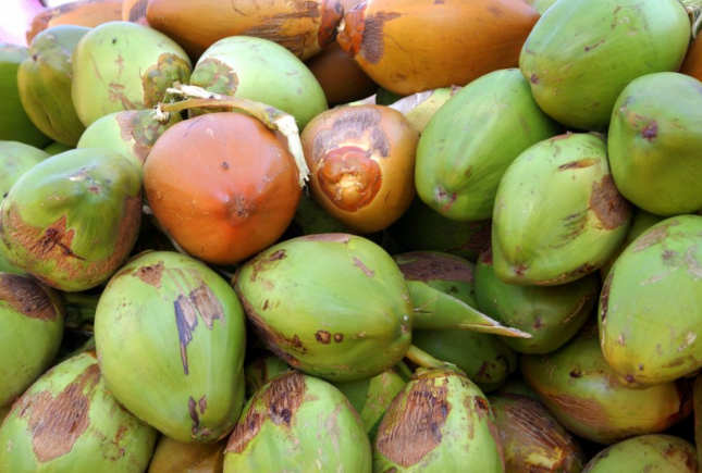 软软的椰肉是哪种椰子,椰肉是软的属于什么品种