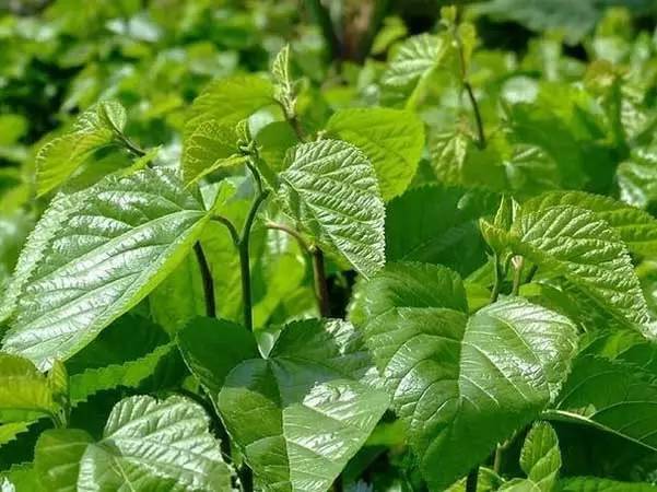 喝桑叶茶对睡眠有帮助吗,喝桑叶茶影响睡眠吗 喝桑叶茶对睡眠有帮助吗,喝桑叶茶影响睡眠吗