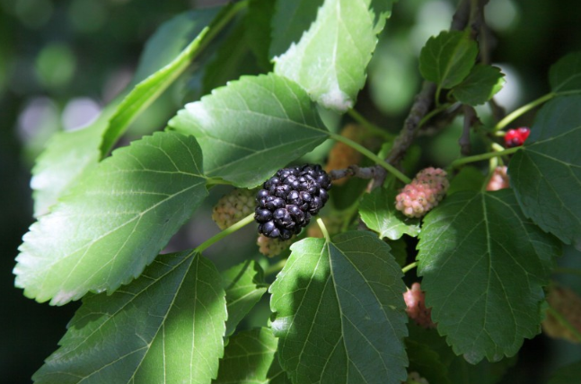 女人喝桑叶茶有什么好处,喝桑叶茶有什么好处和坏处