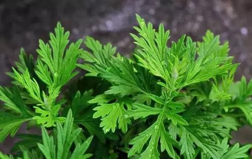 艾叶泡脚怎么样,聊一下,艾叶泡脚有什么功效? 艾叶泡脚怎么样,聊一下,艾叶泡脚有什么功效?