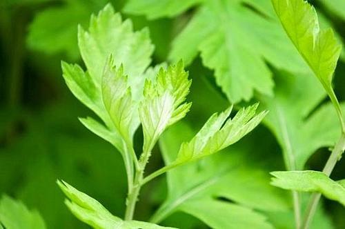 艾叶怎么晒干保存,晒干的艾叶怎么保存才放得久