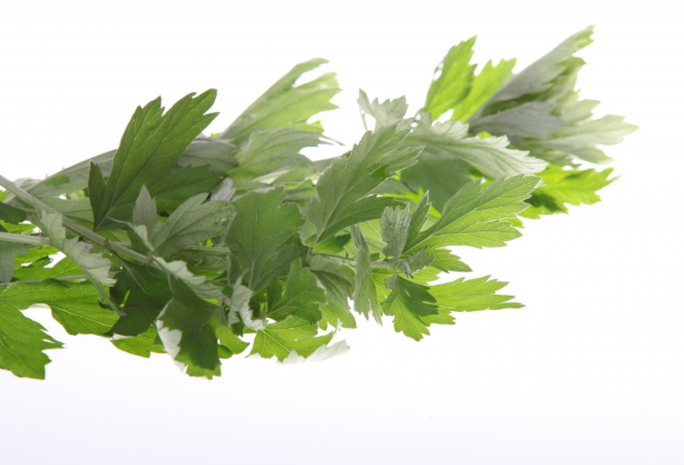 新鲜艾叶的吃法和功效,新鲜艾叶的吃法大全