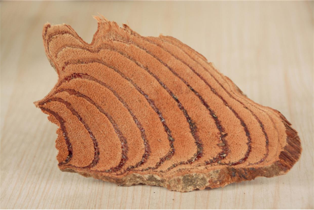 滇鸡血藤的功效和作用,滇鸡血藤多少钱一盒 滇鸡血藤的功效和作用,滇鸡血藤多少钱一盒