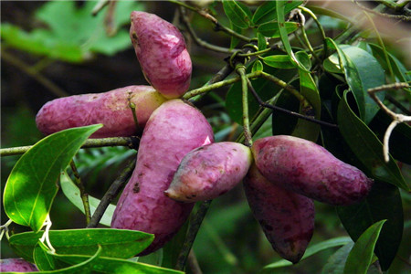 八月瓜皮晒干泡水喝的功效有什么禁忌吗,八月瓜皮泡水喝有什么功效