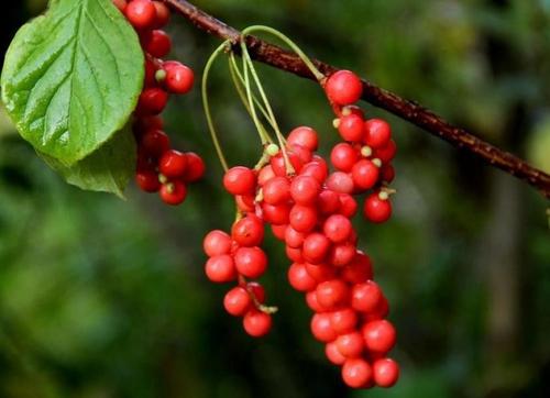 五味子治什么病有什么功效,五味子治什么病效果更好呀 五味子治什么病有什么功效,五味子治什么病效果更好呀
