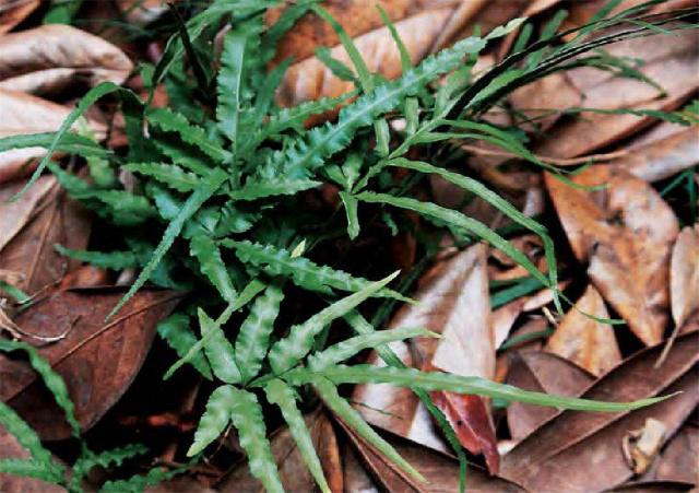 鸡爪草的功效和作用图片,鸡爪草的功效和作用及禁忌