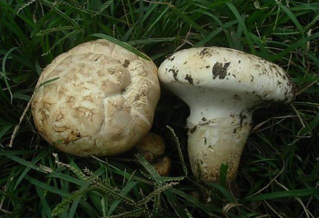 老人头菌的功效和作用及食用方法,老人头菌的功效和作用及禁忌 老人头菌的功效和作用及食用方法,老人头菌的功效和作用及禁忌