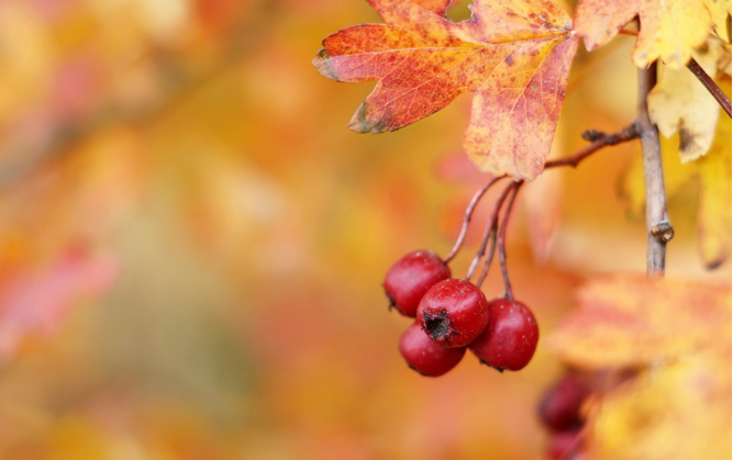 黄芪和山楂泡水喝有什么作用,黄芪泡山楂水有什么作用