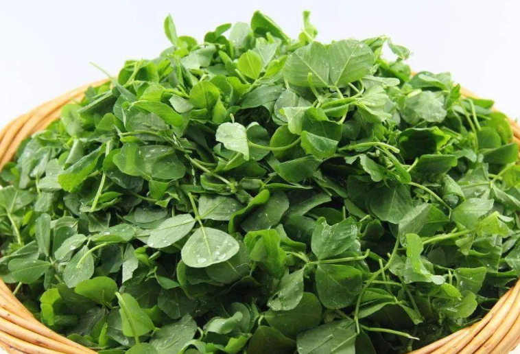 草头学名叫什么,草头别名叫什么