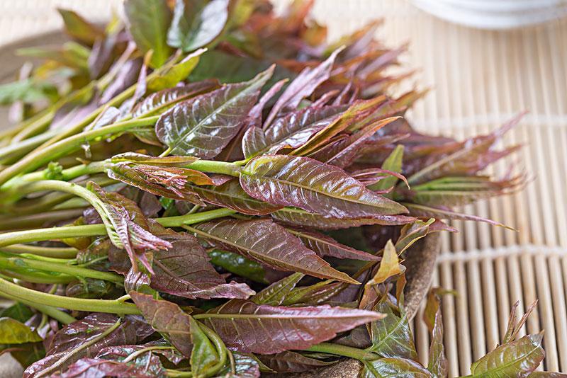 香椿有什么功效和作用有,香椿功效作用药用价值 香椿有什么功效和作用有,香椿功效作用药用价值