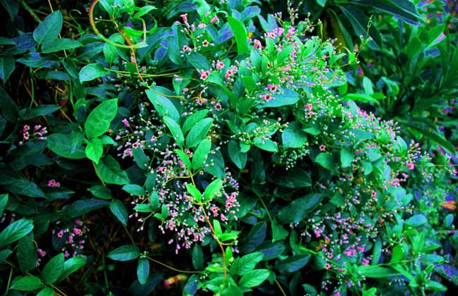 孕早期可以吃鸡屎藤吗?,孕晚期可以吃鸡屎藤吗