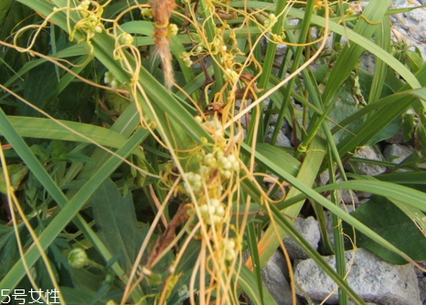 菟丝子什么人不能吃,菟丝子什么人不适合吃