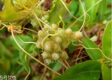 茶泡饭用的什么茶,茶泡饭好吃吗?