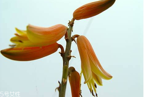 什么叫毒副作用,毒副作用的区别