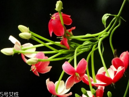 中药使君子别名,中药使君子别名叫什么