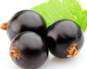 黑提和黑加仑的区别,黑提和黑加仑的区别图片