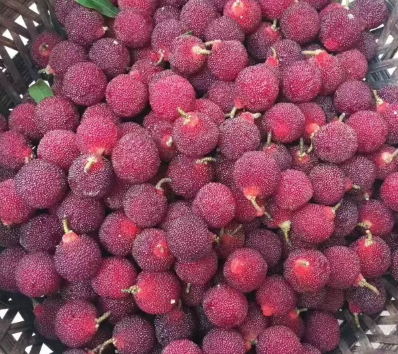 慈溪杨梅多少钱一斤,慈溪杨梅多少钱一斤2021