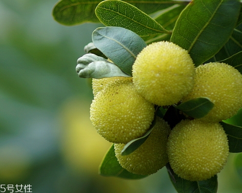 青杨梅的功效和作用,青杨梅的功效和作用有哪些啊?大全