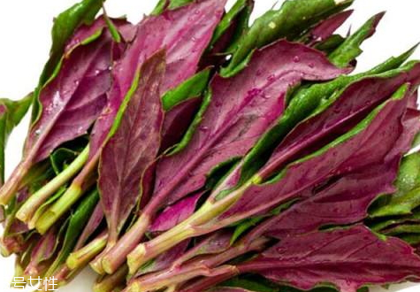 吃了观音菜后中毒了,观音菜有毒吗