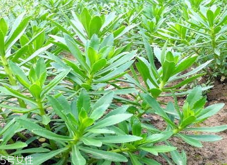 高钙菜的药用价值,高钙菜的功效和作用