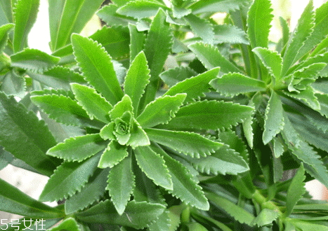 冰凉粉吃了对身体有害吗,长期吃冰粉有什么危害