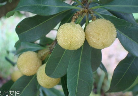 白色的杨梅,杨梅的颜色