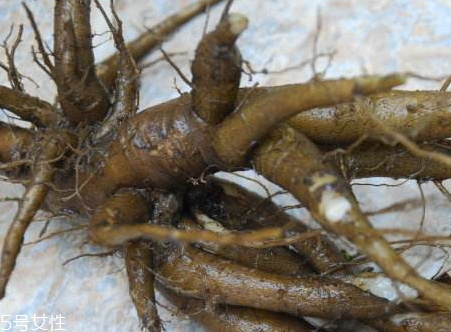 人参菜根怎么吃,人参菜根怎么吃效果最好