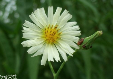 翅果菊的分类,翅果菊图片