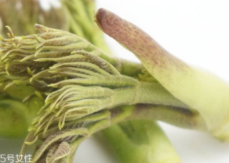 刺嫩芽种植方法,盆栽刺嫩芽种植技术 刺嫩芽种植方法,盆栽刺嫩芽种植技术