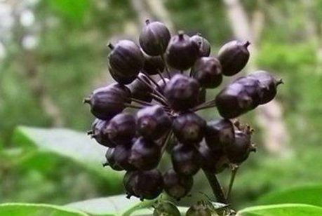 刺五加的药用价值和功效,刺五加图片和功效和作用