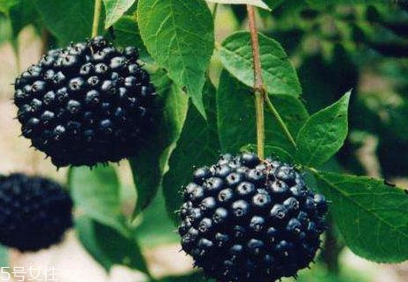 刺五加片一天吃几次,刺五加片一天吃几次,每次吃几片