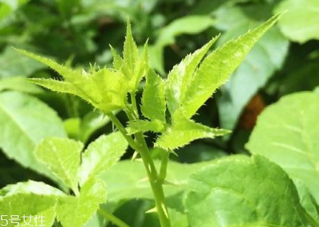 新鲜刺五加的吃法,新鲜刺五加怎么吃最好