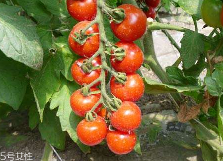 草莓柿子什么样子,什么是草莓柿子 草莓柿子什么样子,什么是草莓柿子