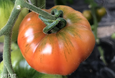 玛格丽特用什么盐,玛格丽特为什么要有一圈盐