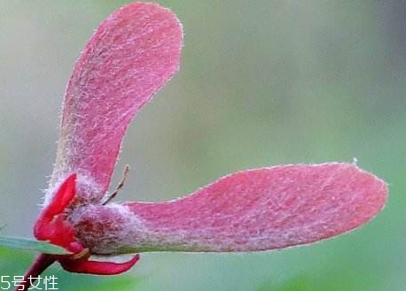 翅果树的功效和作用,翅果树的介绍 翅果树的功效和作用,翅果树的介绍