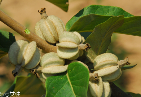 翅果油树图片,翅果油树种植前景
