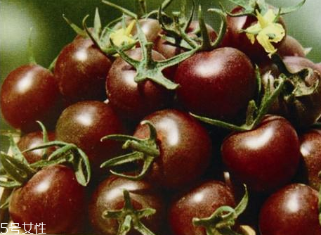 紫色的番茄,番茄变成紫色是因为什么