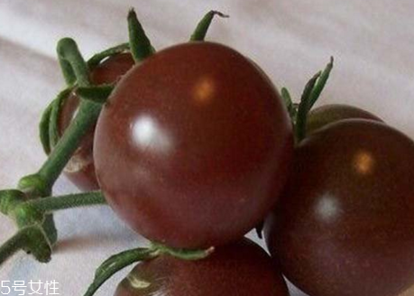紫色的番茄,紫色的小番茄是什么品种