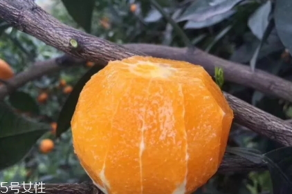 伦晚脐橙好吃吗,伦晚脐橙的缺点