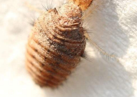 地牯牛是什么,地牯牛百度百科 地牯牛是什么,地牯牛百度百科