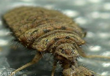 沙牛如何繁殖,金沙牛如何繁殖的